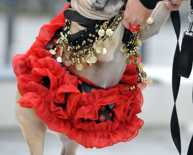 Flamenco Gespana.jpg