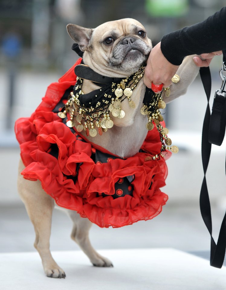 Flamenco Gespana.jpg