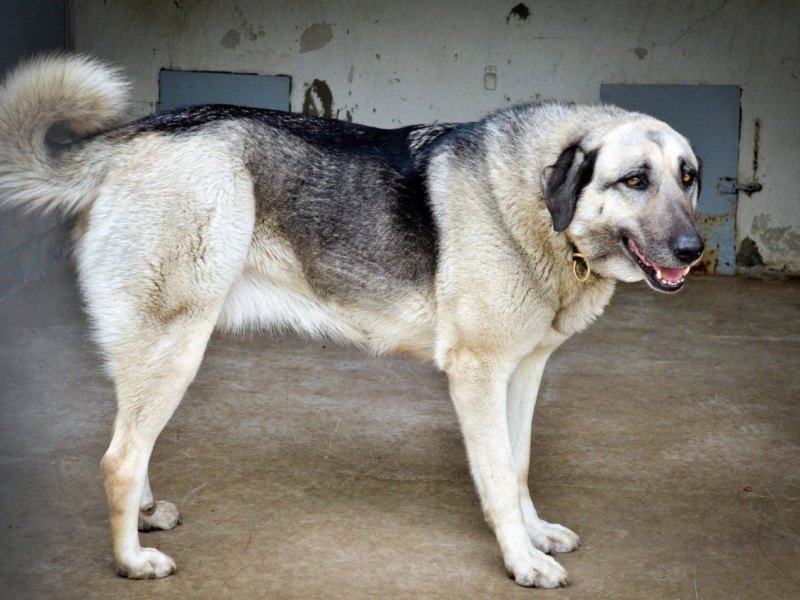 Kangal.jpg