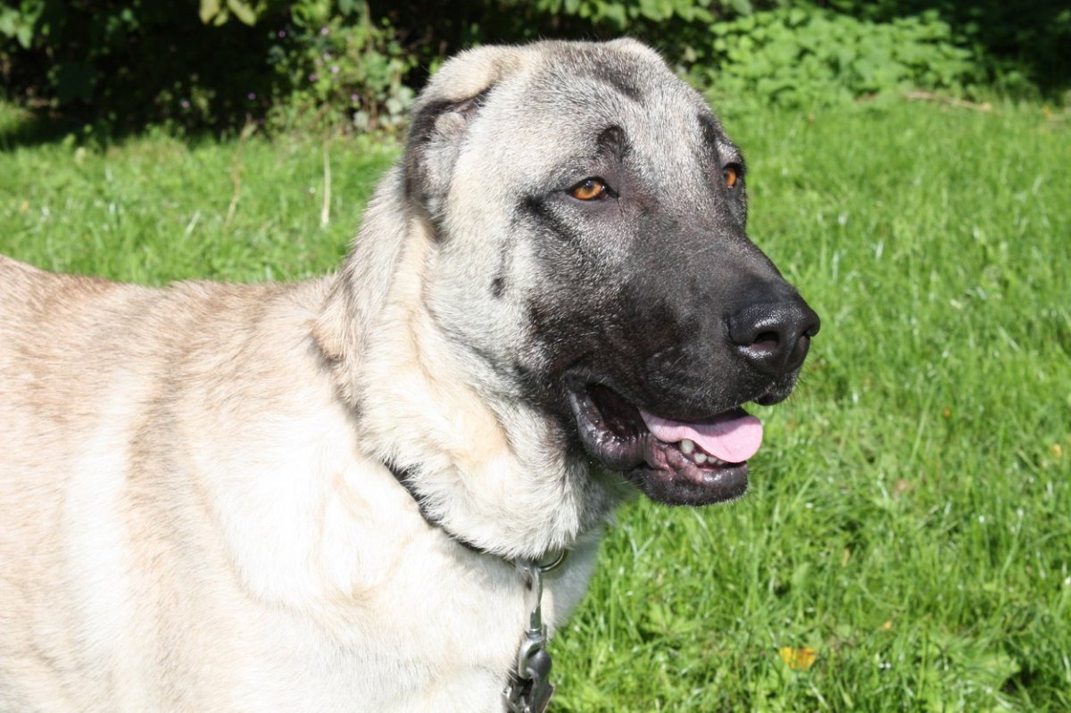 Kangal.JPG