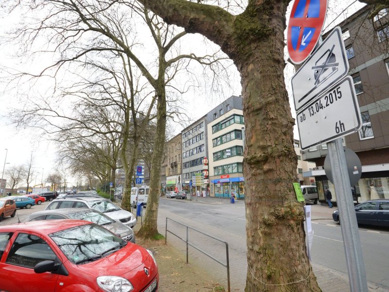 Plantanen in Duisburg an Mercatorstraße.jpg