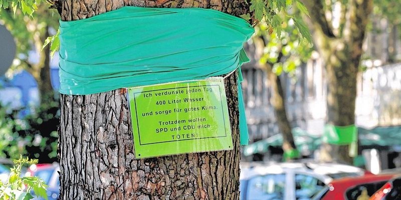 Platanen in Duisburg.jpg