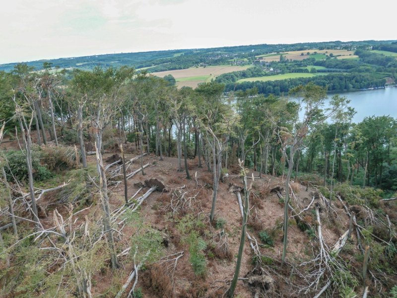Schellenberger Wald in Essen.jpg