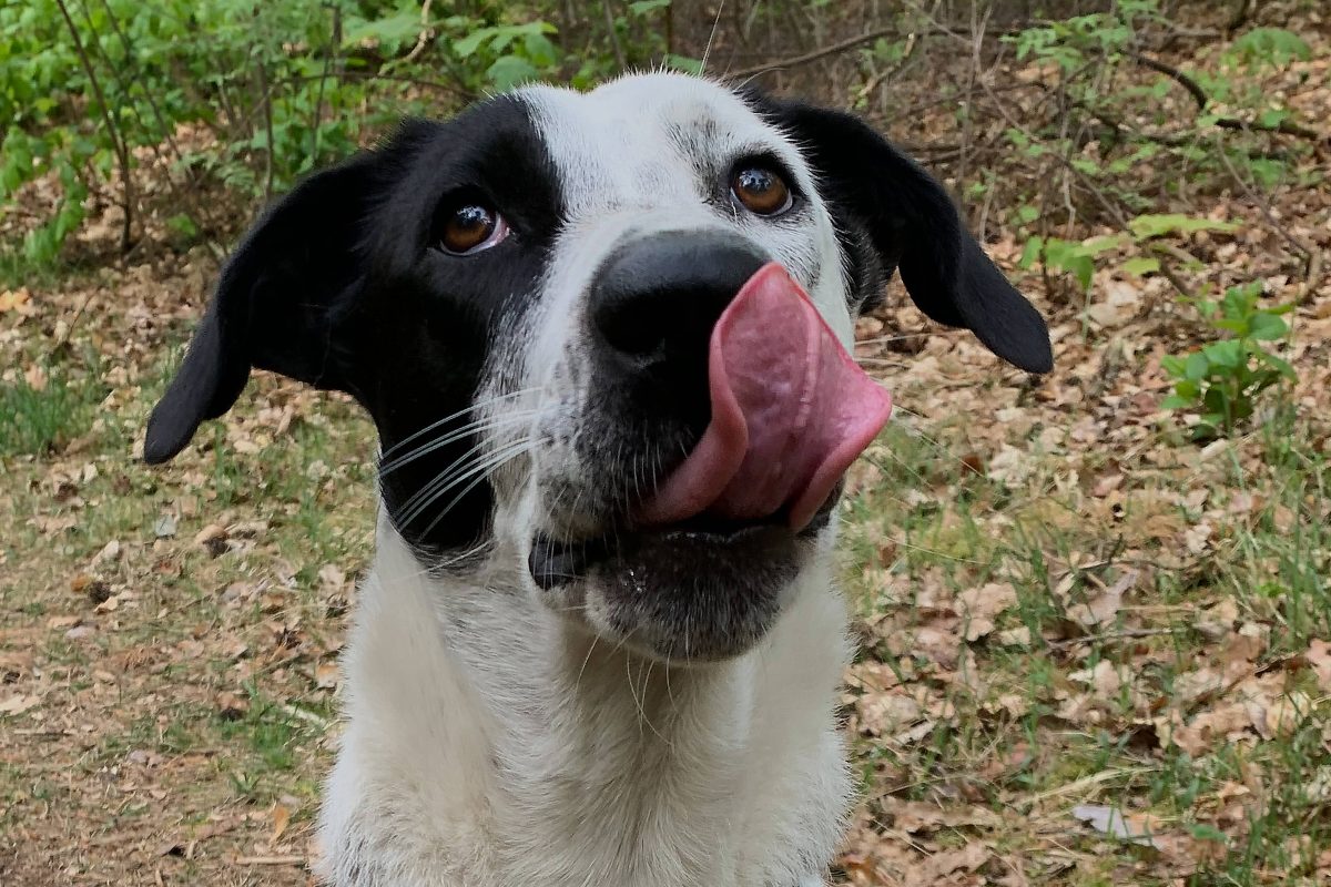 Mischlingshund schwarz-weiß gefleckt leckt sich die Schnauze auf Waldweg