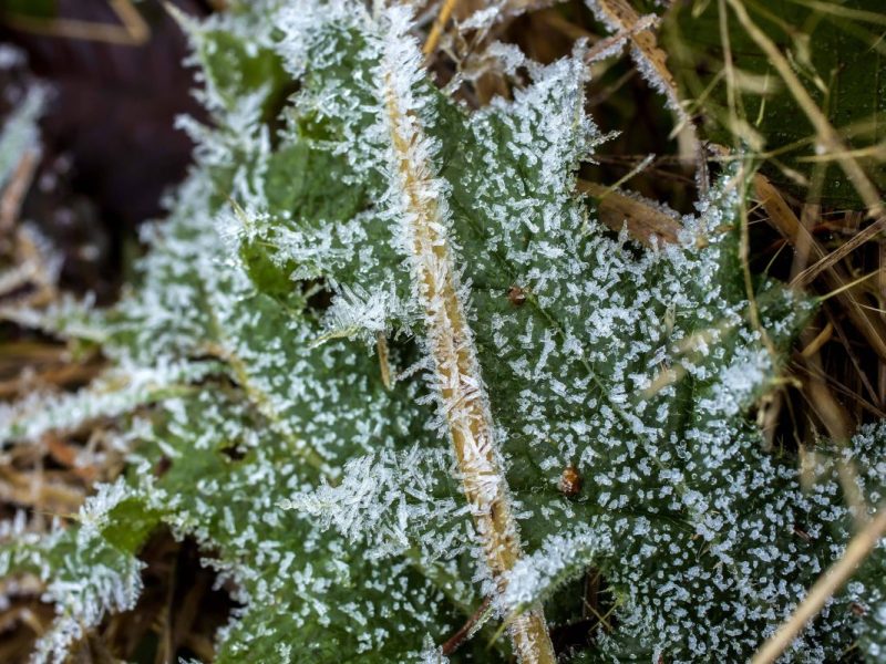 Wetter in NRW Frost