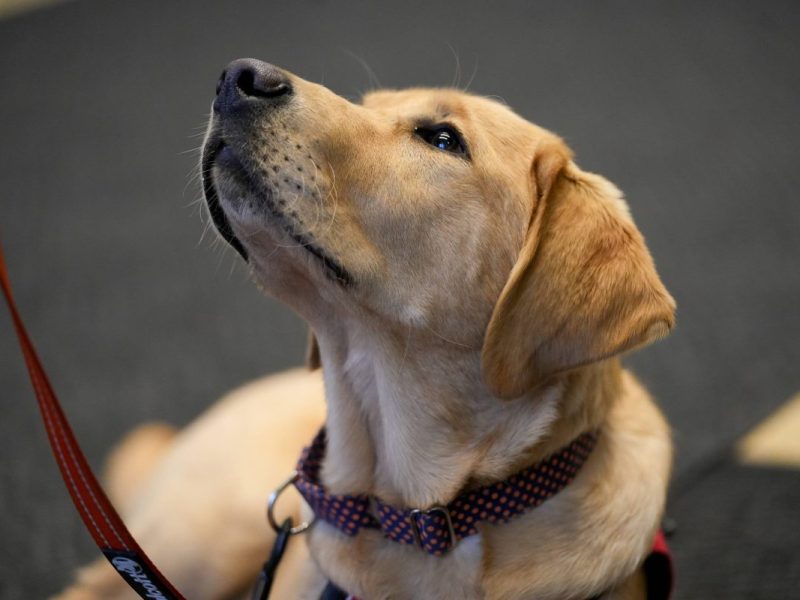 Hund guckt hoch zu Halter