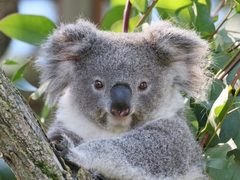 Zoo Duisburg Koala Eerin