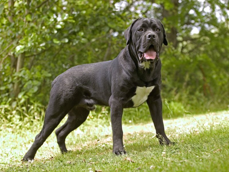 Hund Cane Corso / Italian Mastiff
