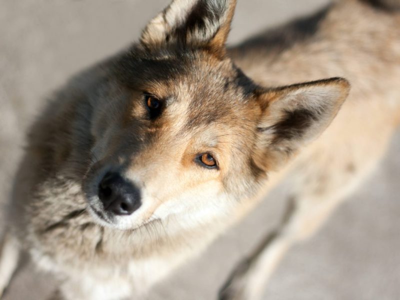 Hund fast verhungert