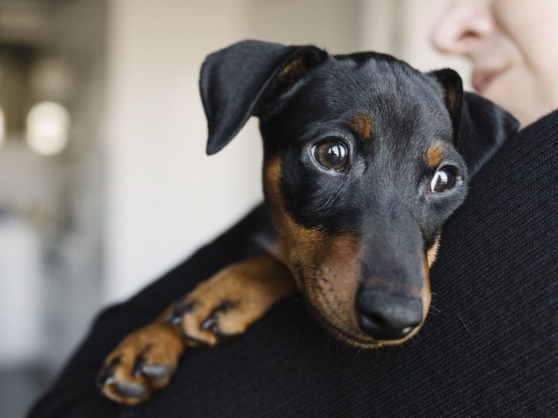 Hund in NRW Pinscher Symbolbild