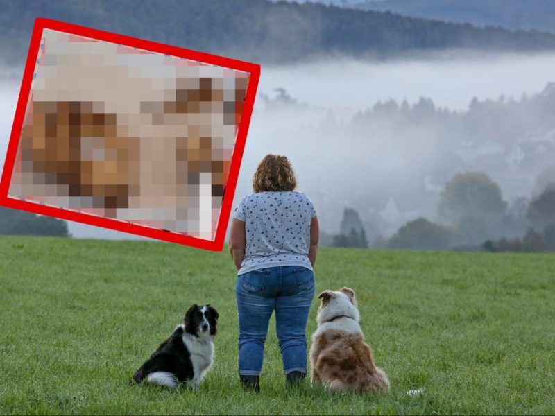 Hund in NRW Waldstück