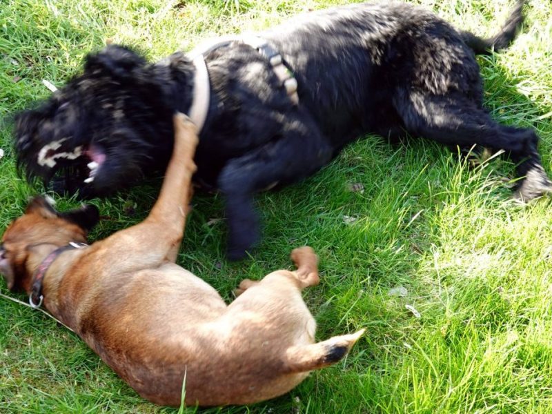 zwei Hunde kämpfen