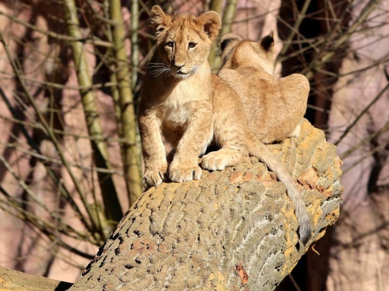 Zoom Gelsenkirchen Löwen-Babys