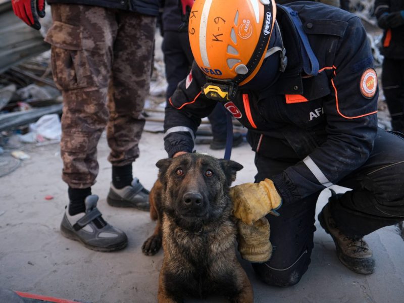 Viele Rettungshunde helfen bei der Suche nach Verschütterten nach den Erdbeben in der Türkei