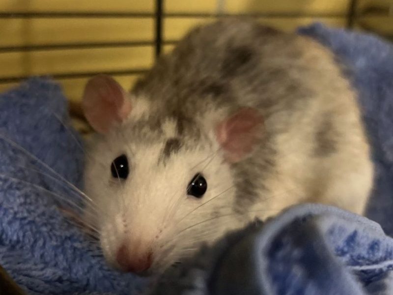 Fundratte im Tierheim Köln-Dellbrück in NRW