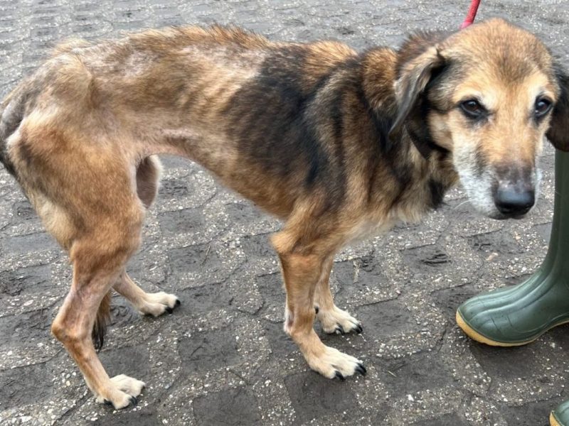 Abgemagerter Hund in der Obhut des Tierheims Köln-Dellbrück in NRW