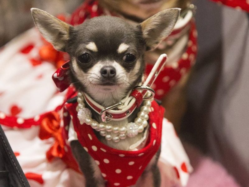 Zwei Chihuahuas im Hundebuggy