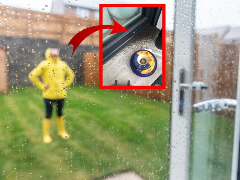 Insekten-Befall in Oberhausen