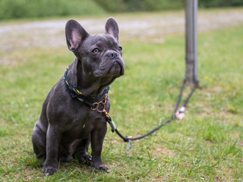Hund wird im NRW-Tierheim abgegeben. Pfleger ist wütend!