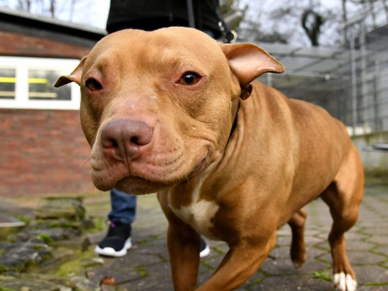 Hund in NRW Staffordshire-Bullterrier