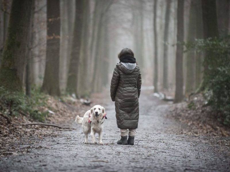 Hund im Wald mit Halterin