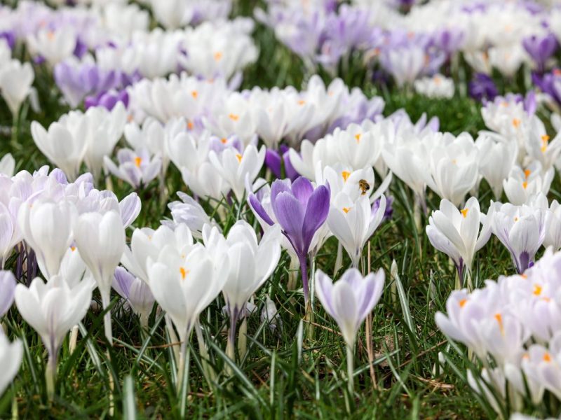 Blumen auf Wiese in NRW