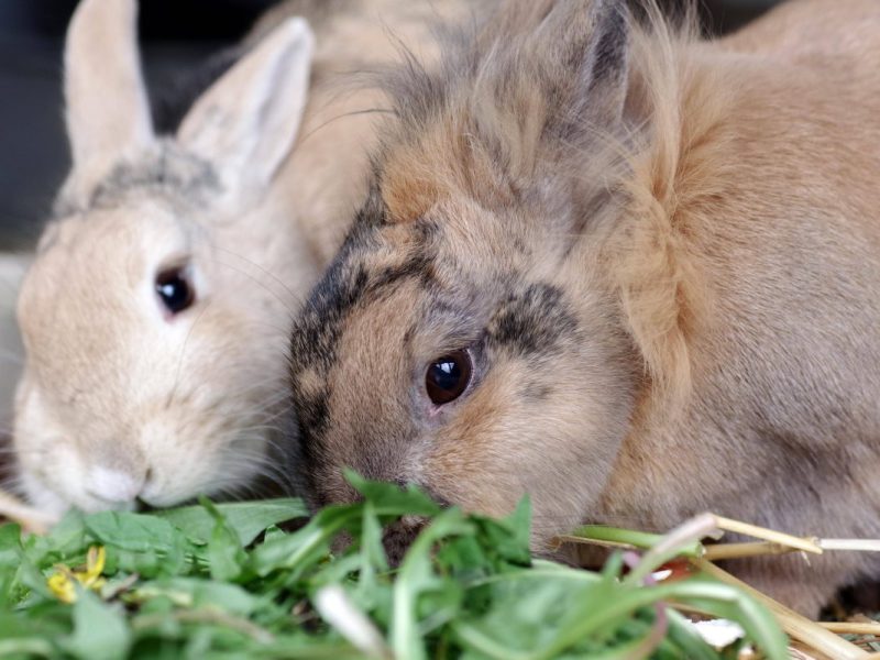 kaninchen