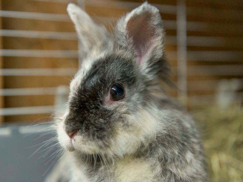 Tierheim in NRW: Kaninchen