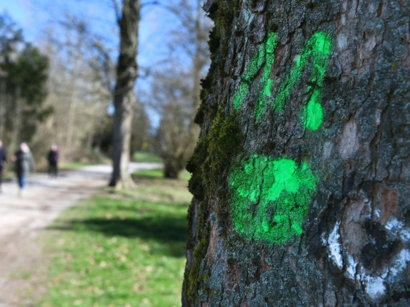 Mülheim: Mysteriöse Symbole an Bäumen lässt Schlimmes erahnen.