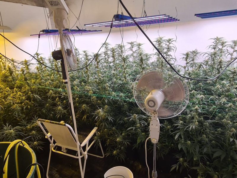 Marihuana-Plantage in einer Wohnung in Gladbeck im Ruhrgebiet