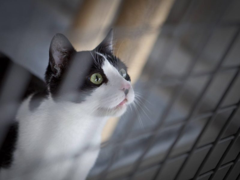 Katze in Tierheim