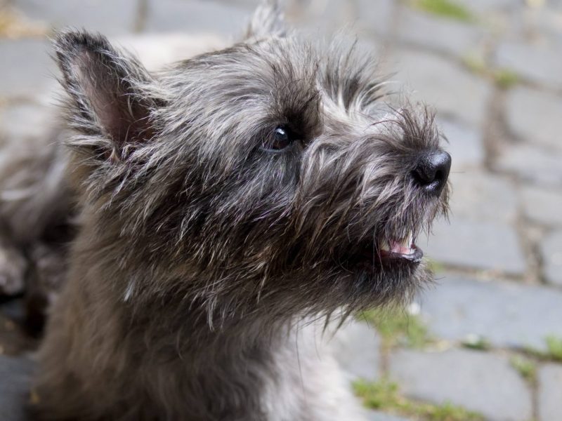 Cairnterrier Hund