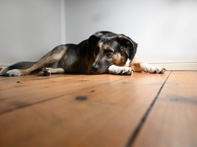 Hund liegt auf Boden in Zimmer