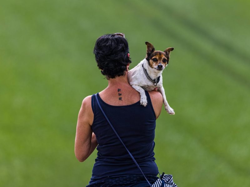 Kleiner Hand auf dem Arm seines Frauchens