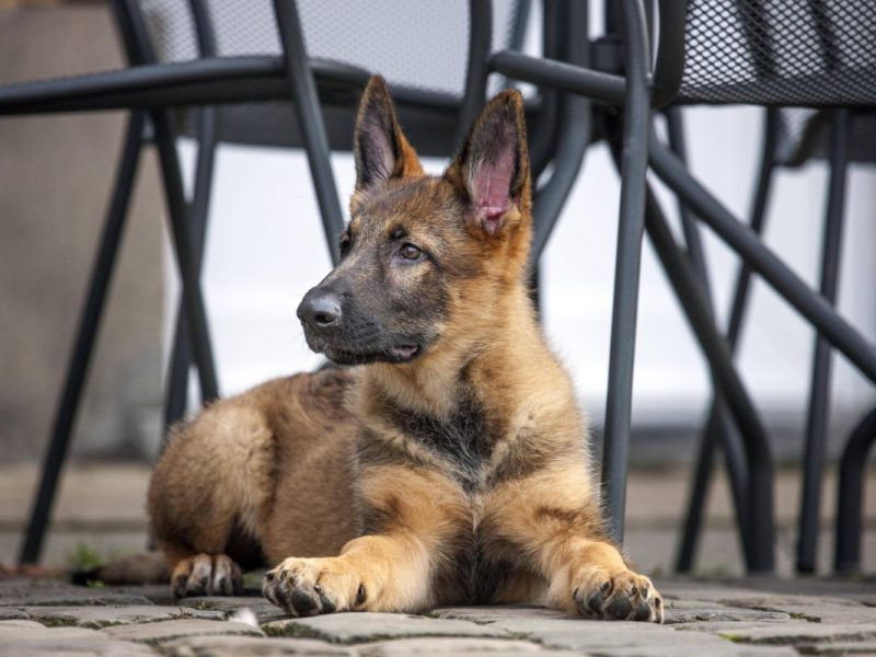 Ein Schäferhund wird vor dem Familienhaus von einem Passenten mit Messerstichen tödlich verletzt. So kam es zu der grausamen Tat.