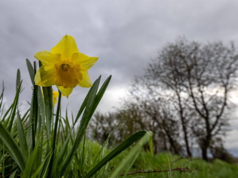 Wetter in NRW Wiese Blume Bäume wolkenverhangener Himmel
