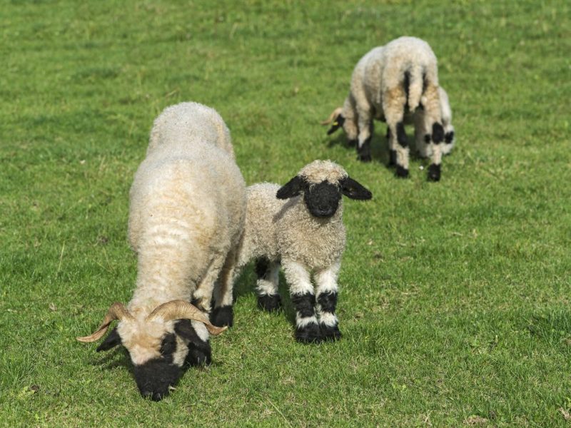 Zoom Gelsenkirchen Lamm
