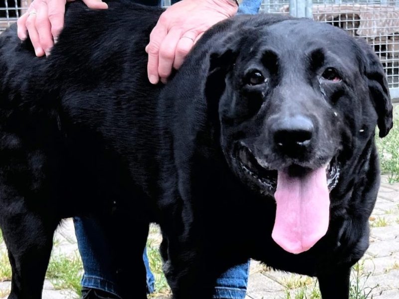 Schwarzer, dicker Hund in NRW aus dem Tierheim Köln-Dellbrück