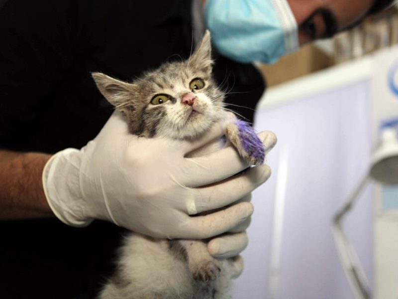 Tierarzt hält Katzenbaby in den Händen