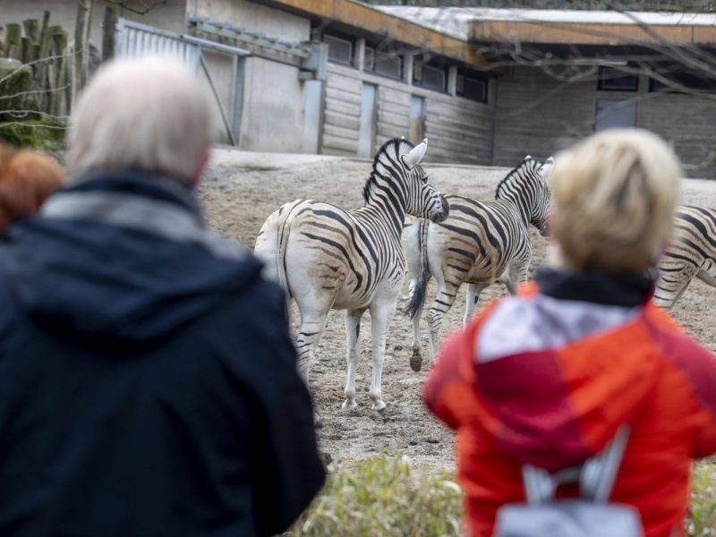 Besucher blicken auf die Zebras im Zoo Duisburg