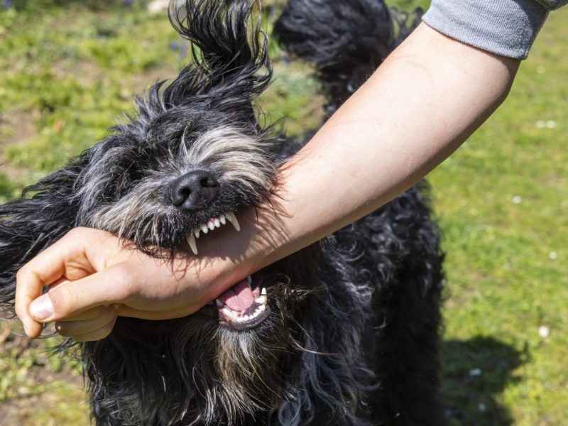 Hund beißt in Arm