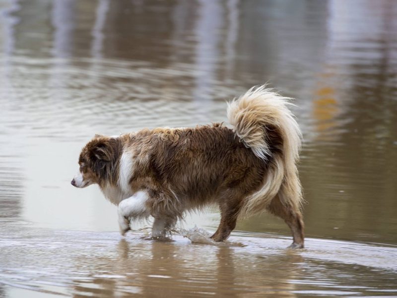 Wetter in NRW Hund läuft durch Hochwasser