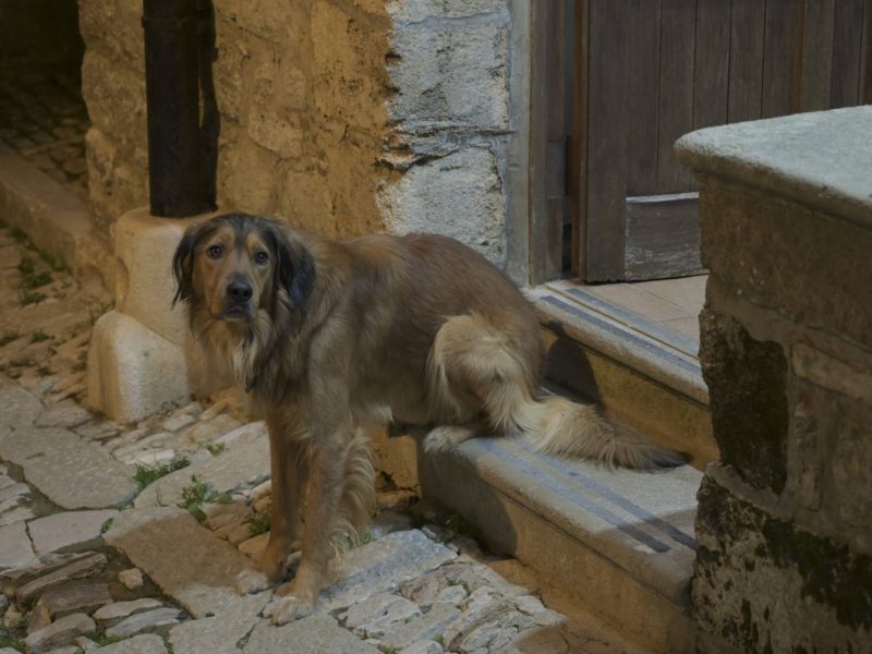 Hund in NRW: Hartes Schicksal wird zu großem Glück.