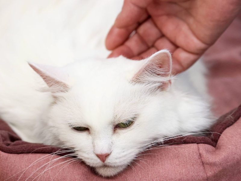 weiße Katze wird in einem Tierheim gestreichelt