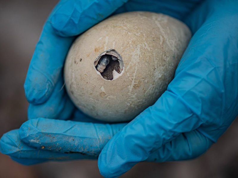 Zoomitarbeitern hält Ei mit fast geschlüpftem Küken in die Kamera