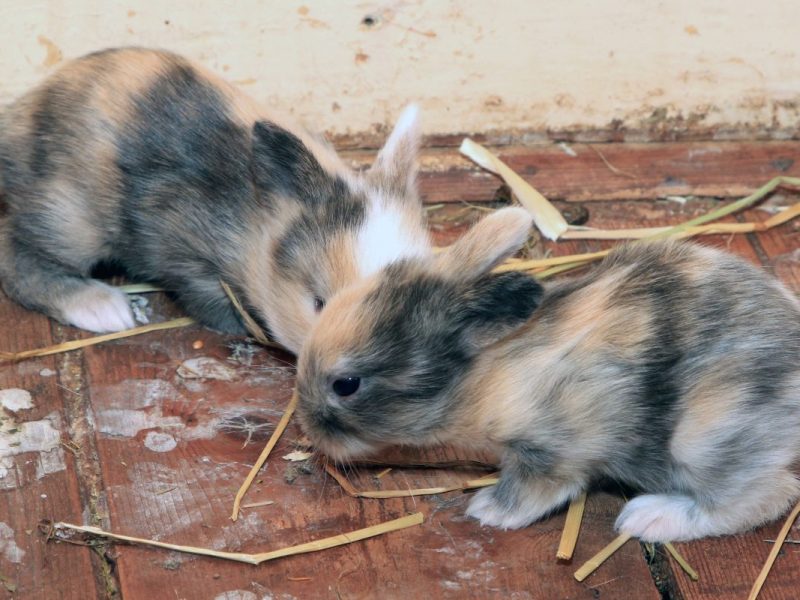 Zwei Zwergkaninchenjunge