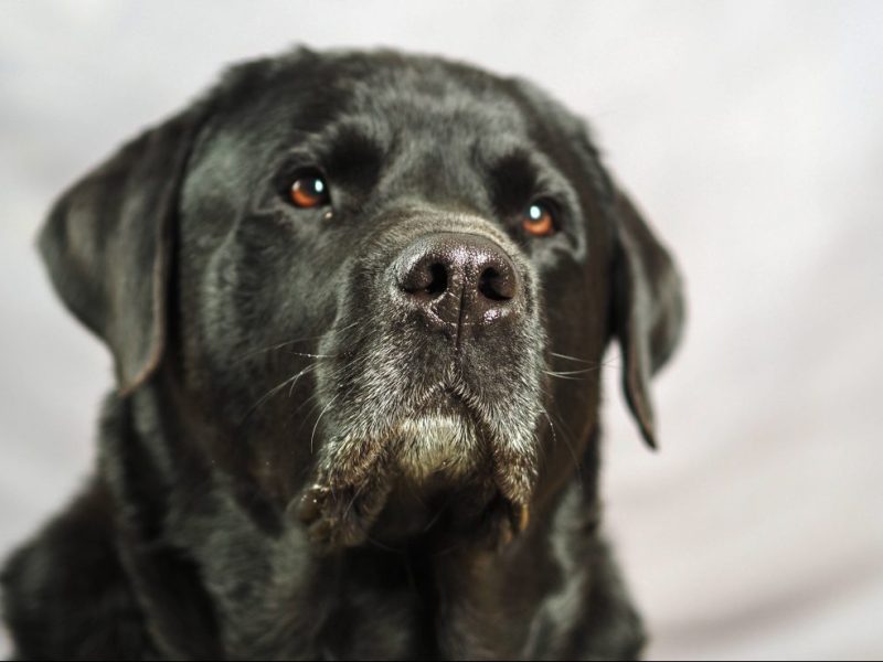 Hund schwarzer Labrador