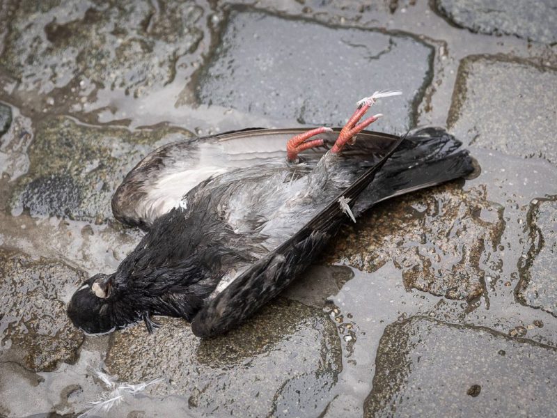 Tote Taube liegt auf der Straße
