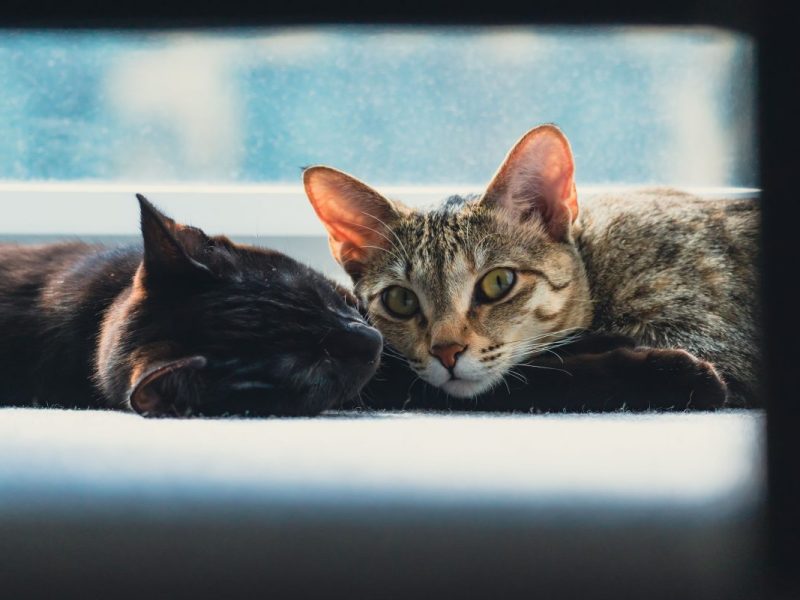Tierheim in NRW: Sie konnten nicht mehr gerettet werden.