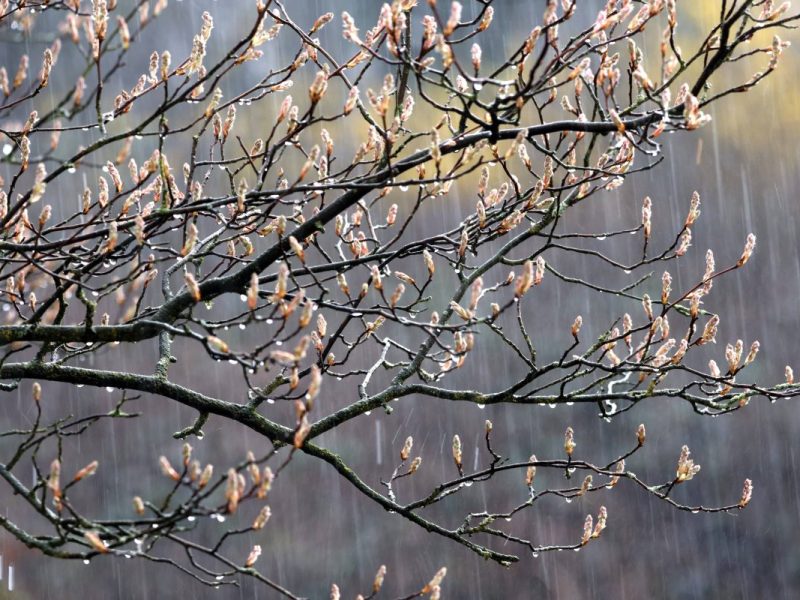 regnerisches Wetter in NRW, Knospen an Baum
